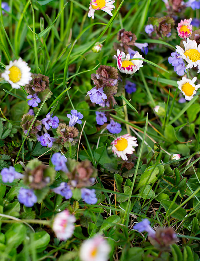 Popenec obecný v trávníku, fialové květy.